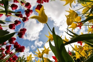 tulipani