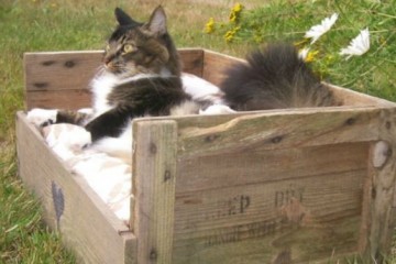 cuccia gatto