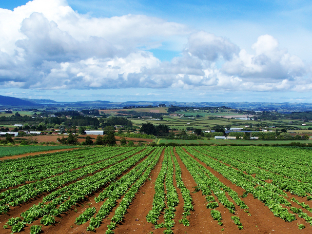 campo agricolo