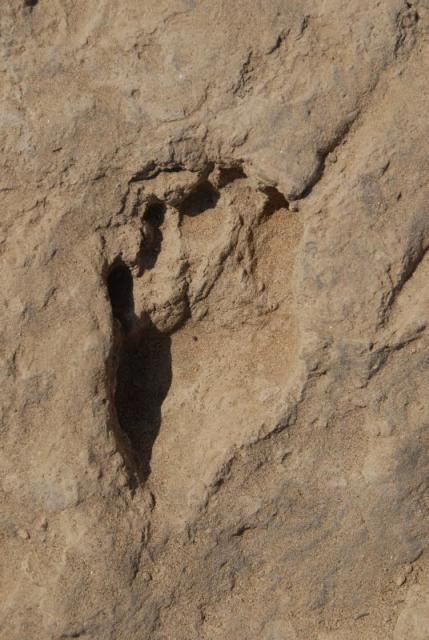 Particolare delle impronte di Ileret (lpb.fieldofscience.com)