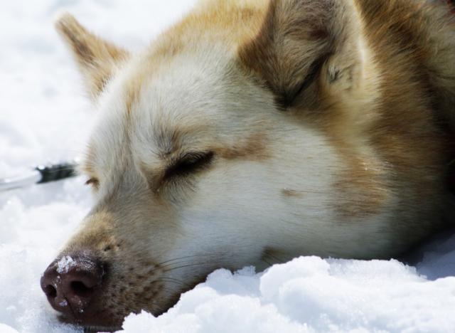 cane sulla neve abbandonato