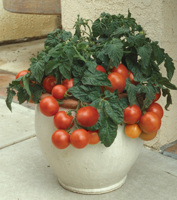 119-Tomato-Patio-Princess