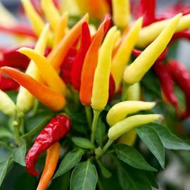 1chilly-chili_1_e_63d51a6c885c0071b3a74da4341ed27e