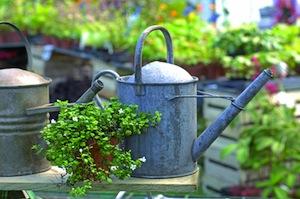 orto piante in terrazza