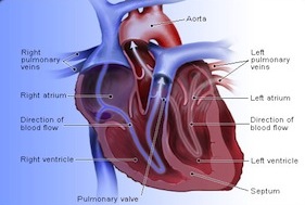 heart_disease_s1_heart