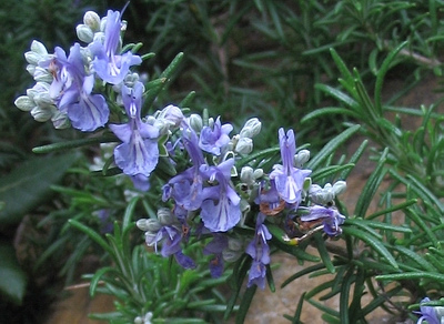 rosmarinus