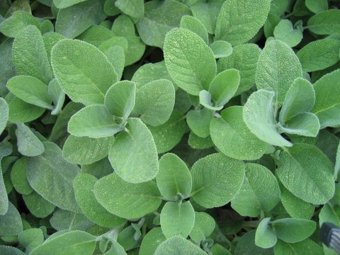 salvia