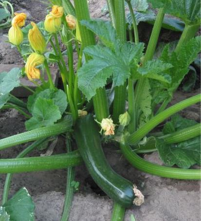 pianta-zucchine-wikipedia