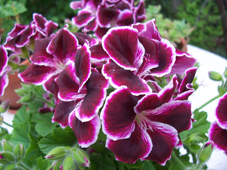 Pelargonie_1