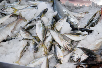 Pesce_azzurro