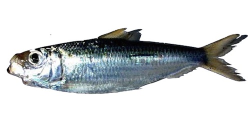 sardina