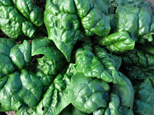 sum2007_spargo_spinach