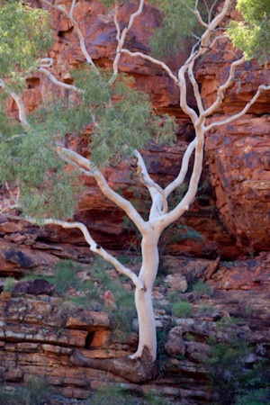 AustraliaWatarrka_National_Park