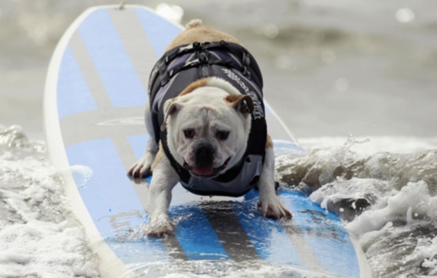 canesurf27settembre2011