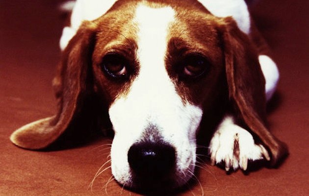 beagle-dog