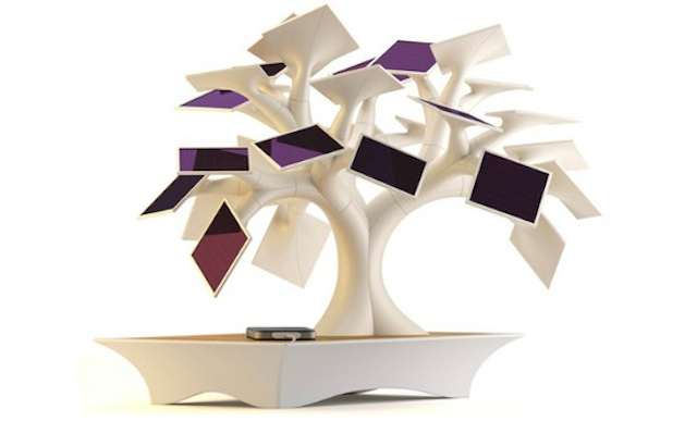 bonsai3