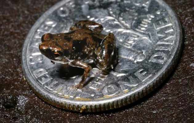 The-worlds-smallest-verte-006