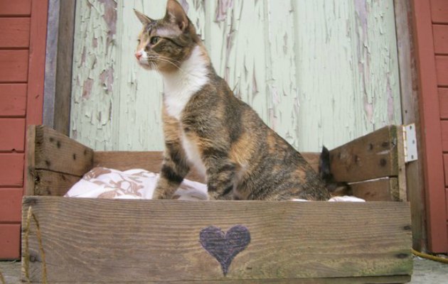 gatto24maggio2012dsw