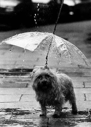 ombrello_cane