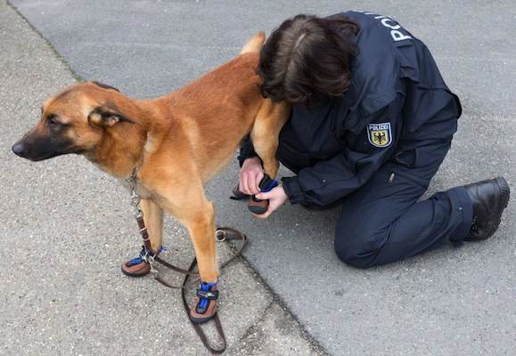 cane poliziotto scarpe