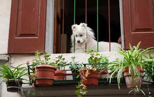 cane_balcone