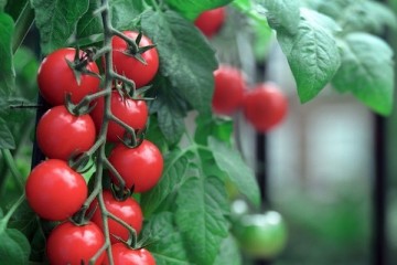 Pomodori_terrazza