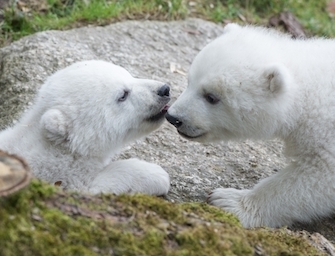 I Cuccioli di orsi polari gemelli  che hanno conquistato il web. Foto