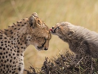 Animali foto