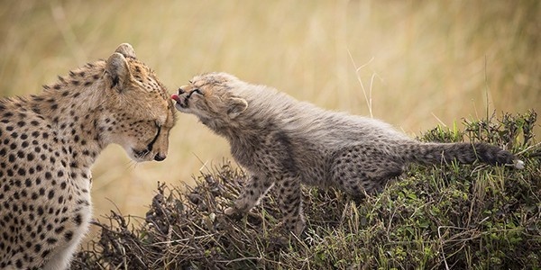 Travel Photographer of the Year 5