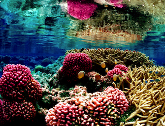 Caraibi SOS barriera corallina