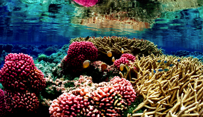 Caraibi SOS barriera corallina