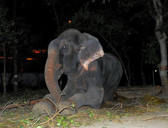 elefante che piange