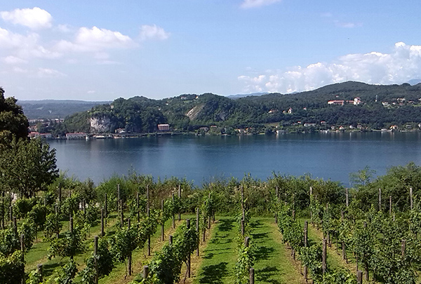 Vitigni a ridosso del lago Maggioremeo (Angera, Varese)