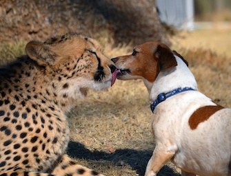 cane e ghepardo
