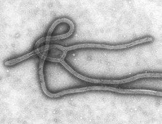 ebola.