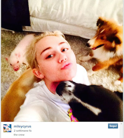 5cyrus copia