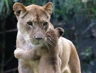 animali
