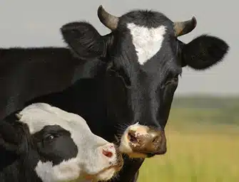 mucca