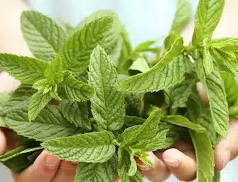 menta
