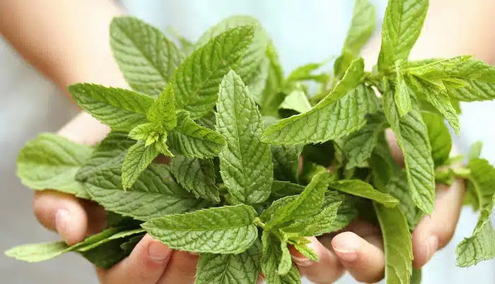 menta