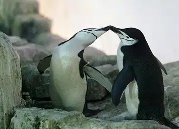 omosessualità nella natura