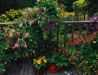 Piante da terrazzo, utili e belle