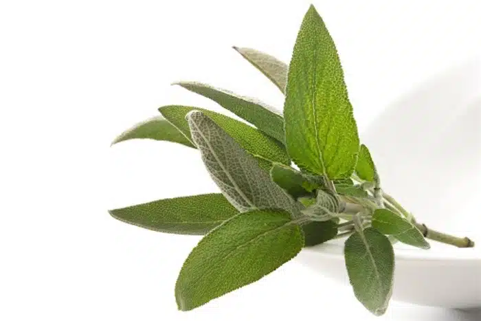 Salvia