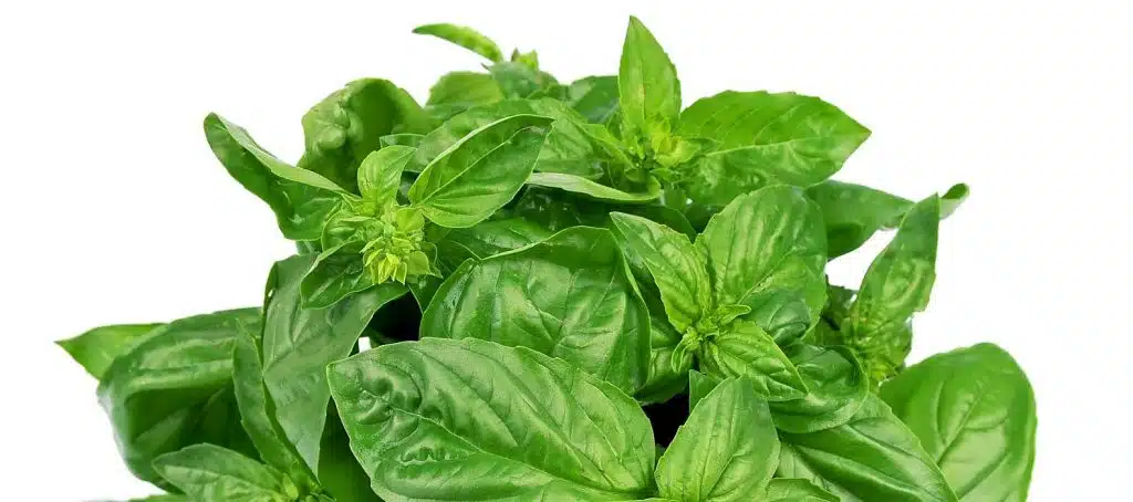 basilico