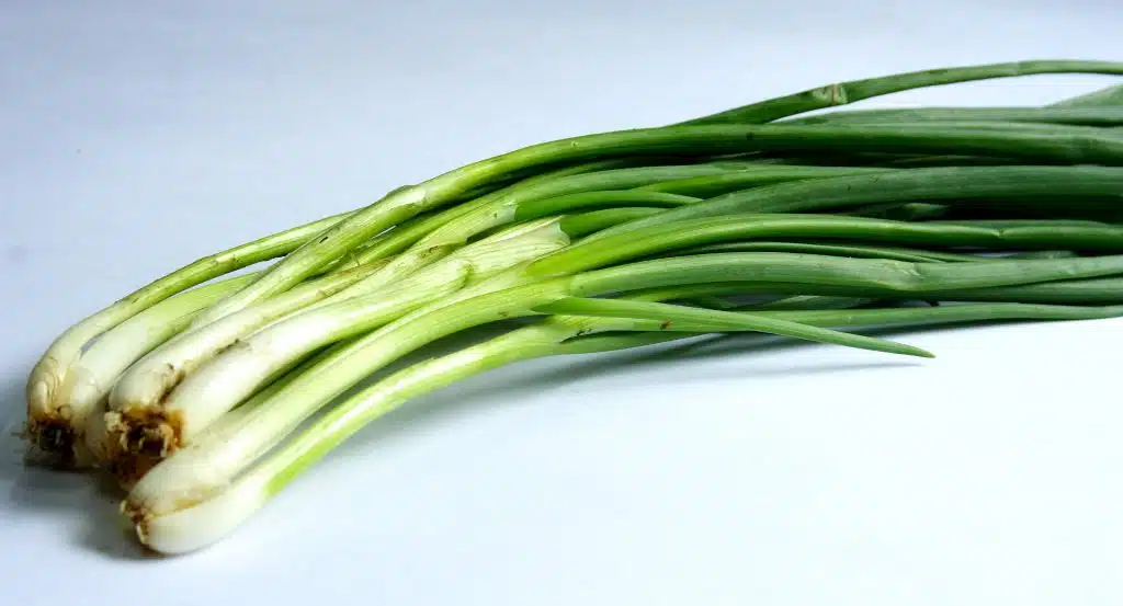 scalogno