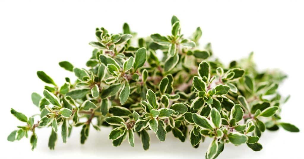 thyme branch isolated on white