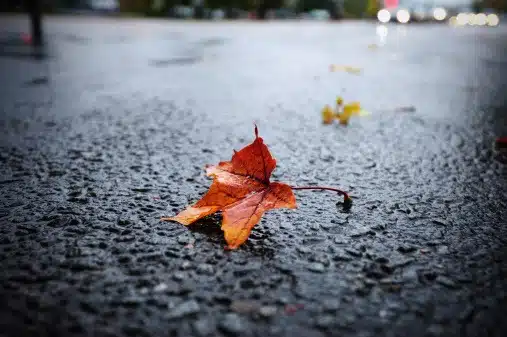 novembre canzoni