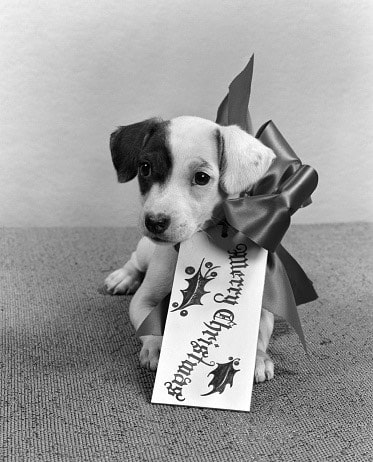 animale regalo