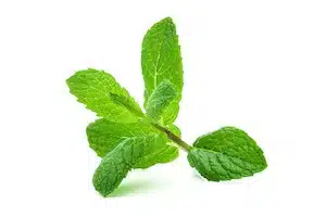 foglie menta