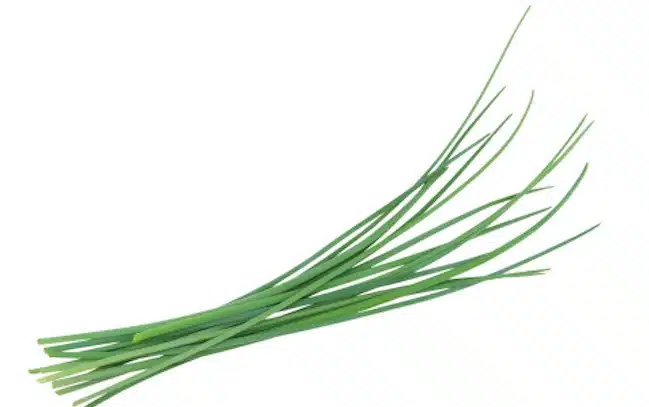 erba cipollina